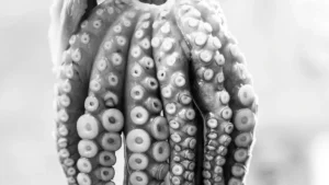 What Is a Tentacle Dildo and How Do You Use One